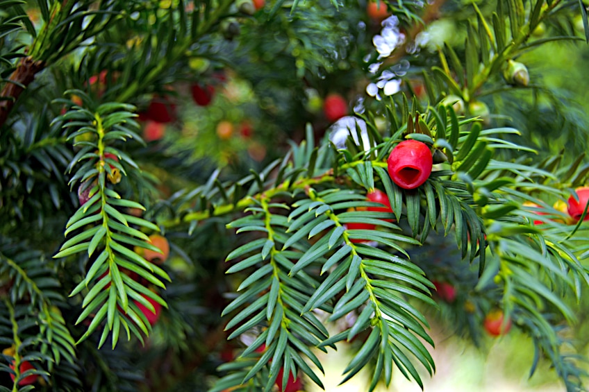 Do Not Confuse Toxic Yew with Pine